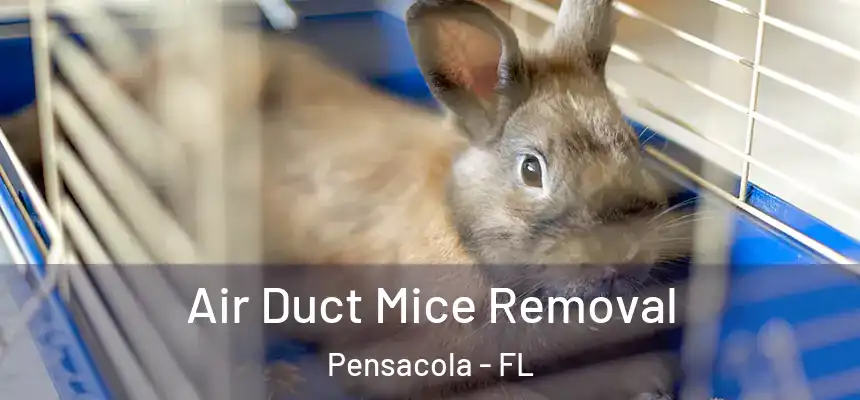 Air Duct Mice Removal Pensacola - FL